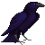 a crow looking back and forth